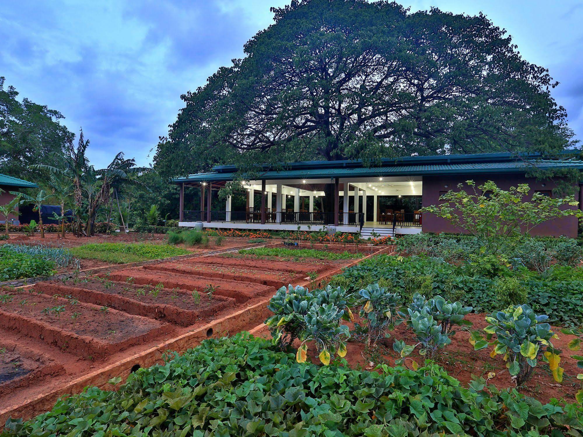 Grand & Gangula Hotell Dambulla Exteriör bild